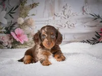 AKC-Pumpkin, a female Miniature Dachshund for sale in Millersburg, OH – 1 of 7