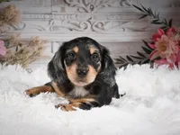 AKC-Rolo, a male Miniature Dachshund for sale in Millersburg, OH – 8 of 8