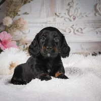 Edgar, a male Miniature Dachshund for sale in Millersburg, OH – Photo 4 of 7