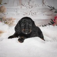 Edgar, a male Miniature Dachshund for sale in Millersburg, OH – Photo 5 of 7
