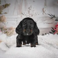 Edgar, a male Miniature Dachshund for sale in Millersburg, OH – Photo 3 of 7