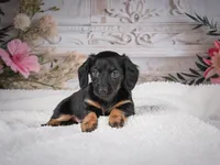 AKC-Mary, a female Miniature Dachshund for sale in Millersburg, OH – 2 of 8