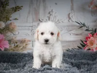AKC-Freddie, a male Bichon Frise for sale in Millersburg, OH – 8 of 9