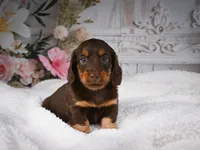 AKC-Jordan, a male Miniature Dachshund for sale in Millersburg, OH – 3 of 8