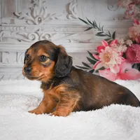 AKC-Daisy, a female Miniature Dachshund for sale in Millersburg, OH – 7 of 8