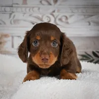 AKC-Bubba, a male Miniature Dachshund for sale in Millersburg, OH – 2 of 6