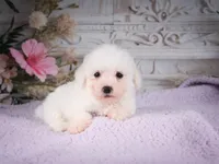 AKC-Ringo, a male Bichon Frise for sale in Millersburg, OH – 2 of 6