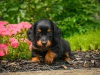 AKC-Jane, a female Miniature Dachshund for sale in Millersburg, OH – 4 of 7