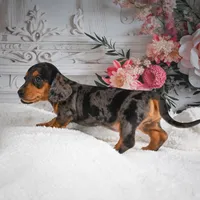 AKC-Gina, a female Miniature Dachshund for sale in Millersburg, OH – 4 of 7