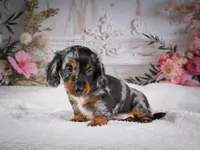 Leo, a male Miniature Dachshund for sale in Millersburg, OH – 8 of 8