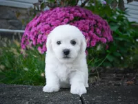 AKC-Porter, a male Bichon Frise for sale in Millersburg, OH – 5 of 5