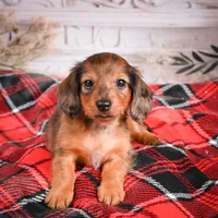 AKC-Emmie, a female Miniature Dachshund for sale in Millersburg, OH – Photo 5 of 8
