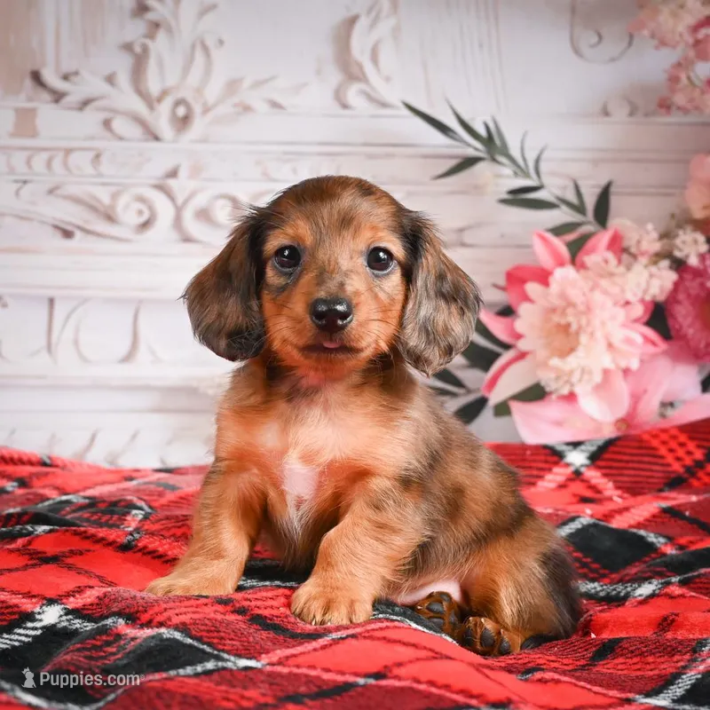 AKC-Emmie – Miniature Dachshund puppy for sale in Millersburg, OH