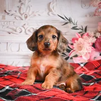 AKC-Emmie, a female Miniature Dachshund for sale in Millersburg, OH – Photo 1 of 8