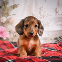 AKC-Emmie, a female Miniature Dachshund for sale in Millersburg, OH – Photo 7 of 8