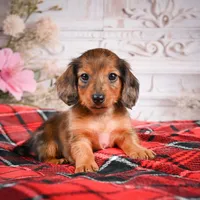 AKC-Emmie, a female Miniature Dachshund for sale in Millersburg, OH – Photo 6 of 8