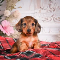 AKC-Emmie, a female Miniature Dachshund for sale in Millersburg, OH – Photo 2 of 8