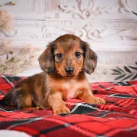 AKC-Emmie, a female Miniature Dachshund for sale in Millersburg, OH – Photo 3 of 8