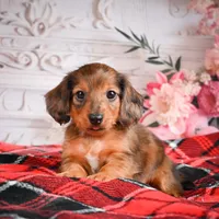 AKC-Emmie, a female Miniature Dachshund for sale in Millersburg, OH – Photo 4 of 8
