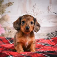 AKC-Emmie, a female Miniature Dachshund for sale in Millersburg, OH – Photo 8 of 8