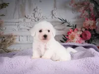AKC-Ricky, a male Bichon Frise for sale in Millersburg, OH – 2 of 6