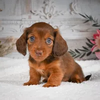AKC-Drake, a male Miniature Dachshund for sale in Millersburg, OH – 6 of 8
