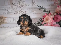 AKC-Mason, a male Miniature Dachshund for sale in Millersburg, OH – 2 of 7