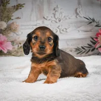 AKC-Daisy, a female Miniature Dachshund for sale in Millersburg, OH – 8 of 8
