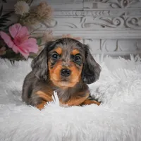 AKC-Hudson, a male Miniature Dachshund for sale in Millersburg, OH – 3 of 8
