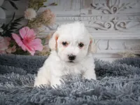 AKC-Freddie, a male Bichon Frise for sale in Millersburg, OH – 4 of 9