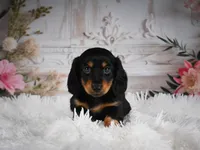 AKC-Alice, a female Miniature Dachshund for sale in Millersburg, OH – 4 of 6