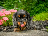 AKC-Jewel, a female Miniature Dachshund for sale in Millersburg, OH – 5 of 5