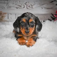 AKC-Hershey, a male Miniature Dachshund for sale in Millersburg, OH – 5 of 8