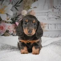 AKC-Gloria, a female Miniature Dachshund for sale in Millersburg, OH – 5 of 9