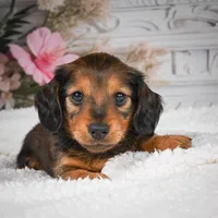 AKC-Daisy, a female Miniature Dachshund for sale in Millersburg, OH – 3 of 8