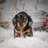 AKC-Riena, a female Miniature Dachshund for sale in Millersburg, OH – Photo 6 of 8