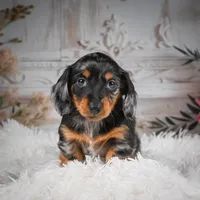 AKC-Riena, a female Miniature Dachshund for sale in Millersburg, OH – Photo 5 of 8