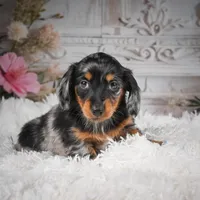 AKC-Riena, a female Miniature Dachshund for sale in Millersburg, OH – Photo 2 of 8