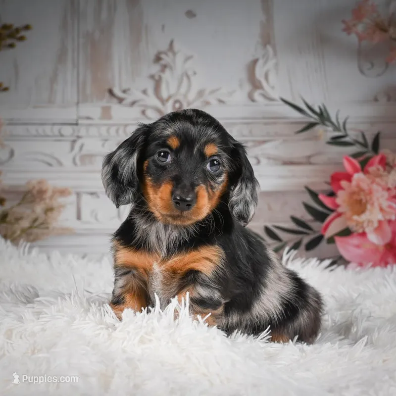 AKC-Riena – Miniature Dachshund puppy for sale in Millersburg, OH