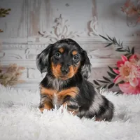 AKC-Riena, a female Miniature Dachshund for sale in Millersburg, OH – Photo 1 of 8