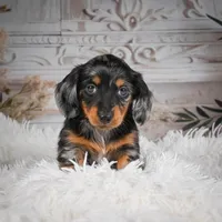 AKC-Riena, a female Miniature Dachshund for sale in Millersburg, OH – Photo 8 of 8