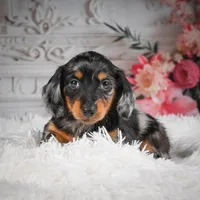 AKC-Riena, a female Miniature Dachshund for sale in Millersburg, OH – Photo 3 of 8