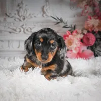 AKC-Riena, a female Miniature Dachshund for sale in Millersburg, OH – Photo 7 of 8