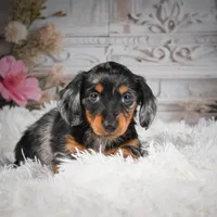 AKC-Riena, a female Miniature Dachshund for sale in Millersburg, OH – Photo 4 of 8