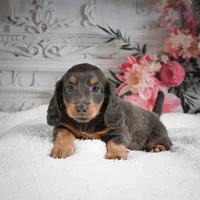 AKC-Gloria, a female Miniature Dachshund for sale in Millersburg, OH – 2 of 9