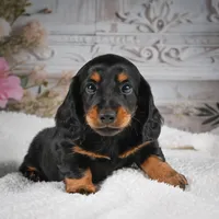 AKC-Gibson, a male Miniature Dachshund for sale in Millersburg, OH – 5 of 8