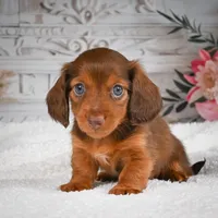 AKC-Drake, a male Miniature Dachshund for sale in Millersburg, OH – 5 of 8