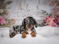 Leo, a male Miniature Dachshund for sale in Millersburg, OH – 5 of 8