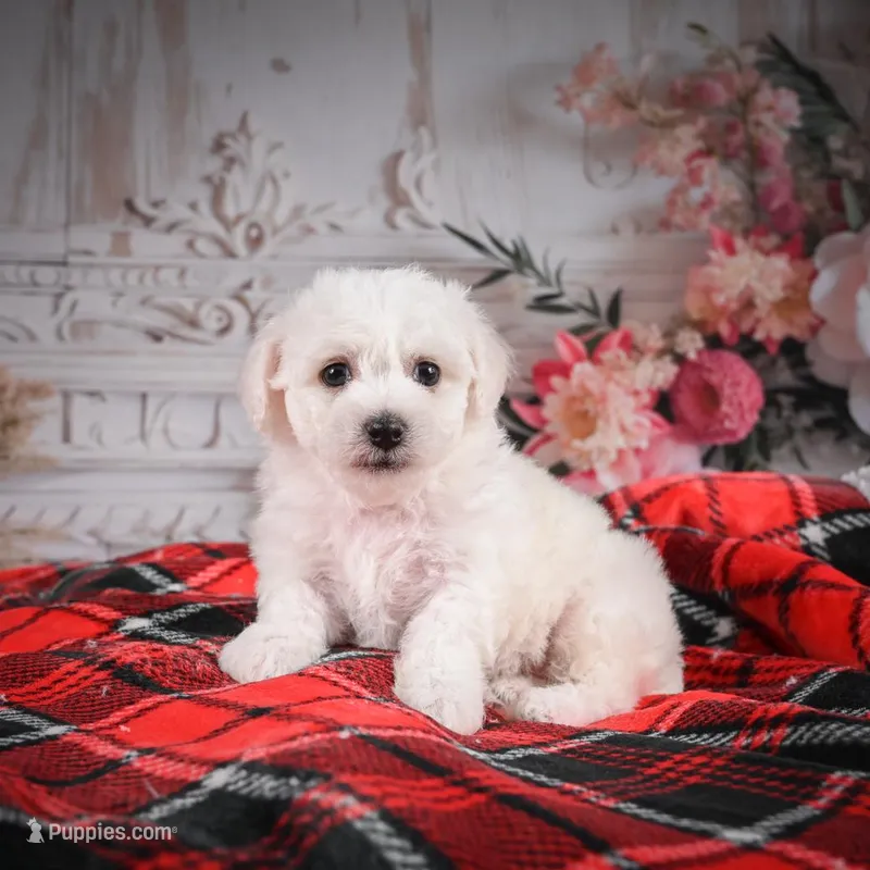 AKC-Maisy, a female Bichon Frise for sale in Millersburg, OH – Photo 1 of 6