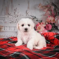 AKC-Maisy, a female Bichon Frise for sale in Millersburg, OH – Photo 1 of 6